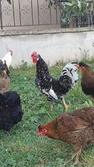 Ντόπιες σκουφατες-thumb-3