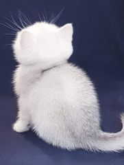 British Shorthair ns11 γατάκι