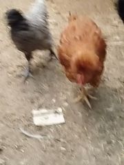 Κότες Πουλαδες-thumb-3