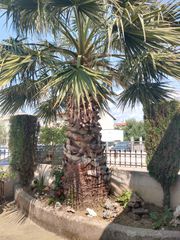 Φοινικας-thumb-1