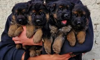 Γερμανικό ποιμενικό German shepherd