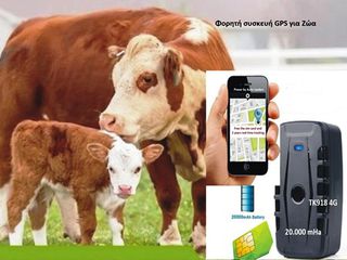 Φορητή συσκευή Gps Tracker για Ζώα με μπαταρία 20.000 mAh για λειτουργία εως 240 ημέρες για αγελάδες άλογα ΤΚ918-4G