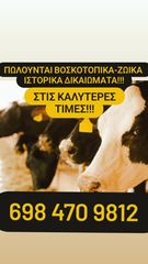 Πωλούνται 200 ΒΟΣΚΟΤΟΠΙΚΑ-ΖΩΙΚΑ  ΔΙΚΑΙΩΜΑΤΑ του 2015  Τιμη 7500€