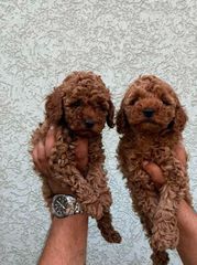 Poodle