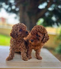 Poodle toy