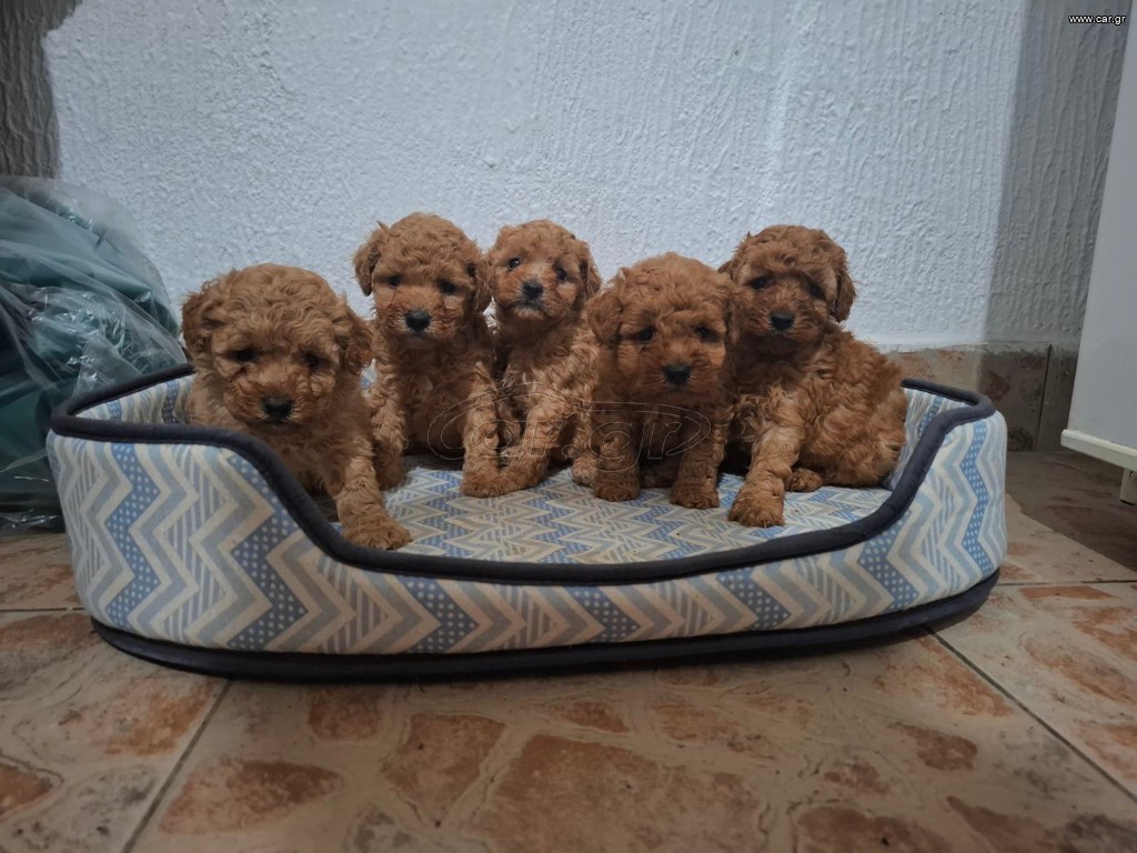 Πούντλ τοι-Poodle toy