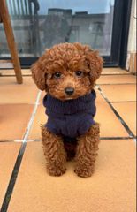 Πούντλ τοι-Poodle toy-thumb-2