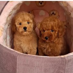 Πούντλ τοι-Poodle toy-thumb-3