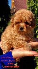 Πούντλ τοι-Poodle toy-thumb-5