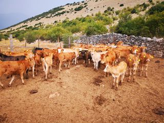 Πωλούνται μοσχάρια κρεοπαραγωγης