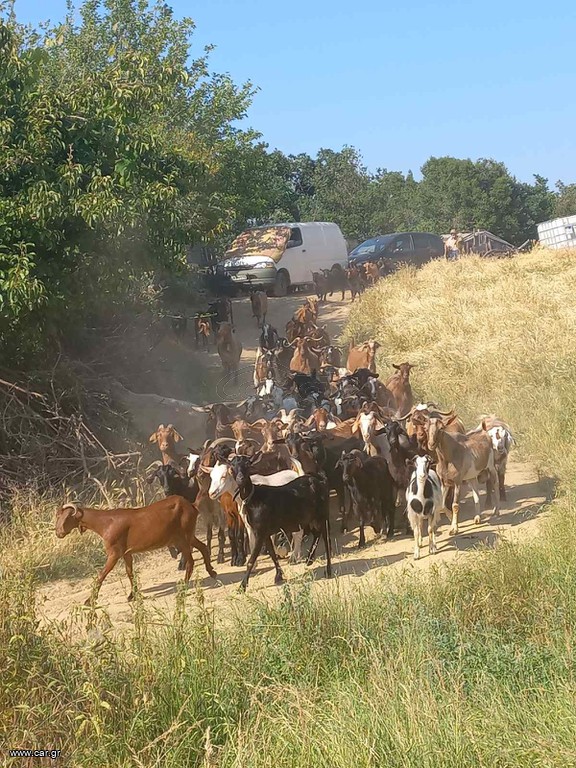 ΕΥΚΑΙΡΊΑ ΚΟΠΆΔΙ