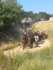 ΕΥΚΑΙΡΊΑ ΚΟΠΆΔΙ-thumb-1