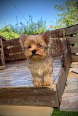 Yorkshire Terrier - Γιορκσάιρ Τεριέ