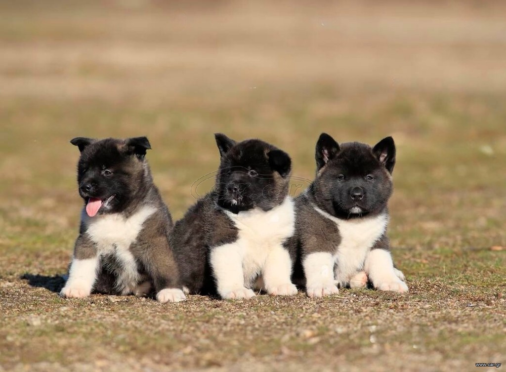 Αμερικανικο Ακιτα / American Akita