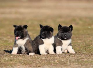 Αμερικανικο Ακιτα / American Akita
