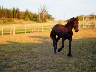Πωλείται καθαρόαιμο αρσενικό πουλάρι Friesian