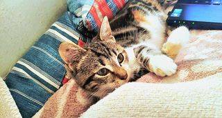 Γατάκι - τριχρωμο- για υιοθεσία (χαρίζεται) Θεσσαλονίκη