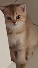 Scottish shorthair