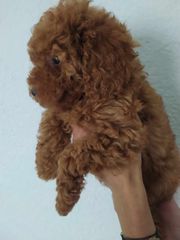 caniche poodle