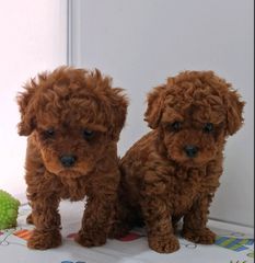 Poodle toy pedigree