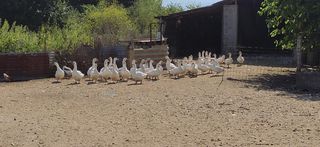 Πωλούνται Ντόπιες Λευκές Χήνες & Χηνάκια