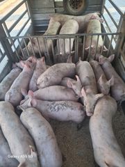 Κρεατογουρνα