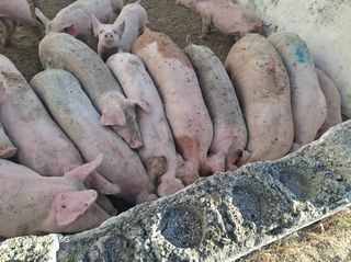 Γουρουνάκια για θρεψιμο