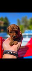 Poodle tea cup