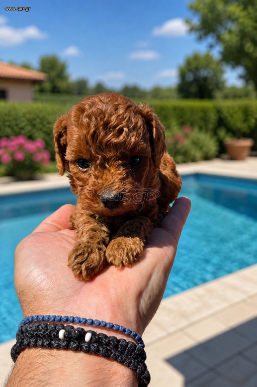 Poodle tea cup