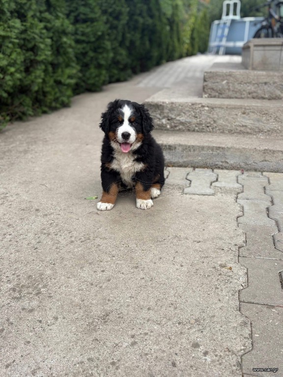 Βερνης / Bernese