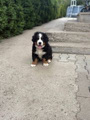 Βερνης / Bernese