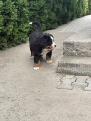 Βερνης / Bernese-thumb-1