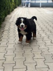 Βερνης / Bernese-thumb-2