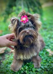 Yorkshire Terrier - Γιορκσάιρ Τεριέ