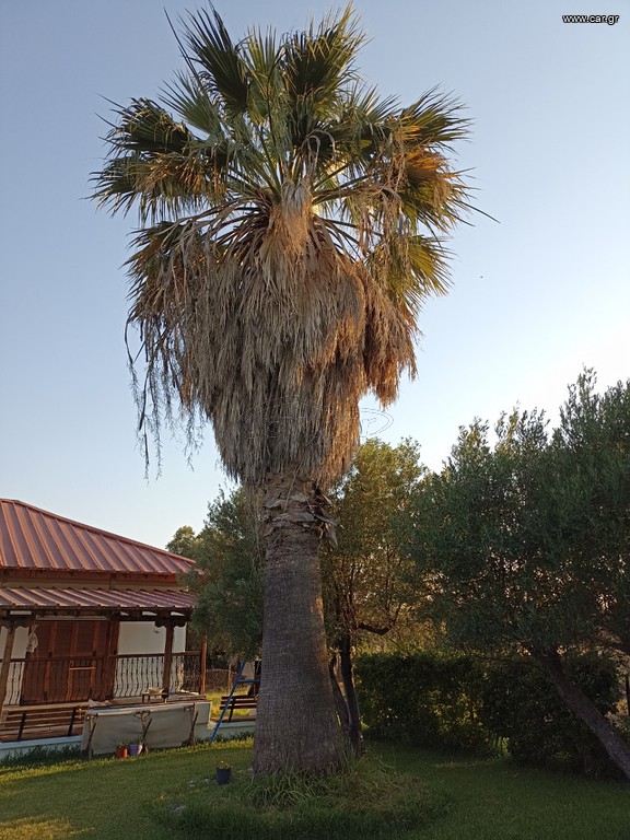 Φοίνικας