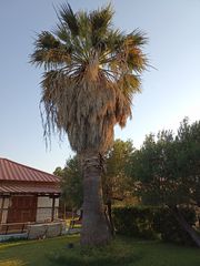 Φοίνικας