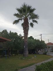 Φοίνικας-thumb-1