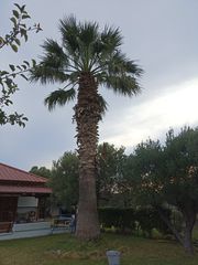 Φοίνικας-thumb-2