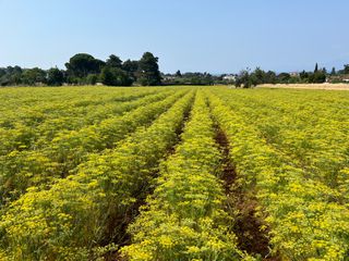 Γλυκανισος