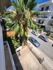 Φοίνικας  8-9 μετρα