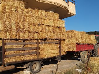 Πωλούνται άχυρα τριφύλλια και σανός βρώμη
