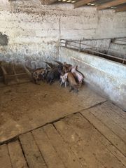 ΠΟΛΟΥΝΤΑΙ ΓΟΥΡΟΥΝΑΚΙΑ DUROC