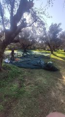ΕΛΑΙΌΛΑΔΟ ΜΕΣΣΗΝΙΑΣ