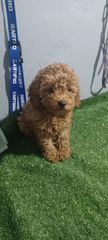 Canishe poodle Κανις πουντλ
