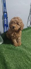 Canishe poodle Κανις πουντλ-thumb-1