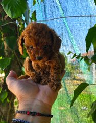Poodle tea cup