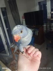 Πωλείται παπαγάλος Ringneck