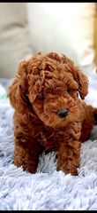 Poodle μινι