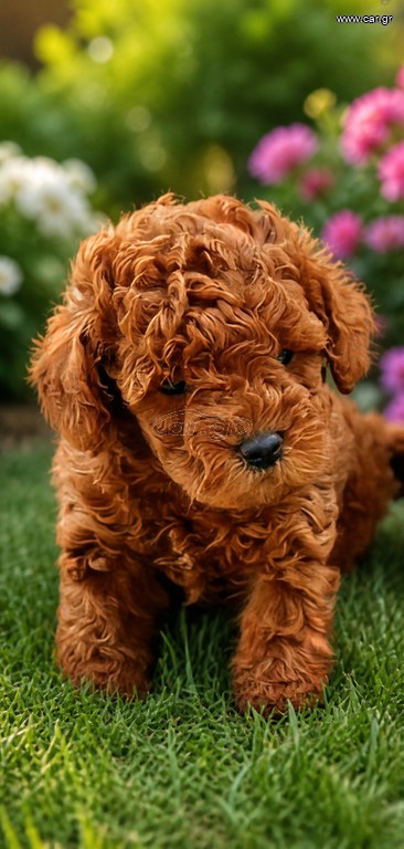 Poodle μινι