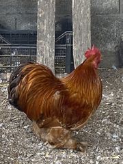 ΚΟΚΚΟΡΑΣ ΝΑΝΟΣ - ΜΠΑΛΑ